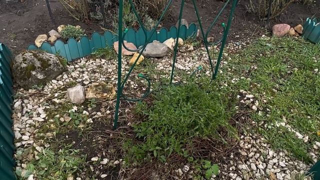 Надвигаются заморозки. Спасаем розы и клематисы. Все об инфекционном ожоге. смотреть онлайн