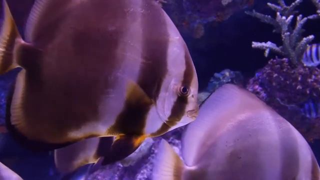 ANTALYA AQUARIUM DEALS DISCOUNT TICKETS SPECIAL OFFER – ANTALYA AQUARIUM MULTIPASS COUPON PROMO COD смотреть онлайн