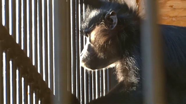 Ялта Интурист. Зоопарк и его обитатели. смотреть онлайн