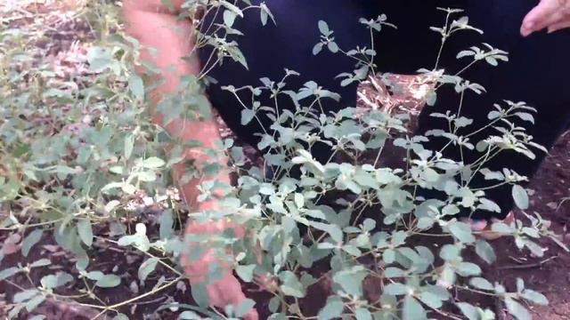 Medicinal Minute: Croton Monanthogynous смотреть онлайн
