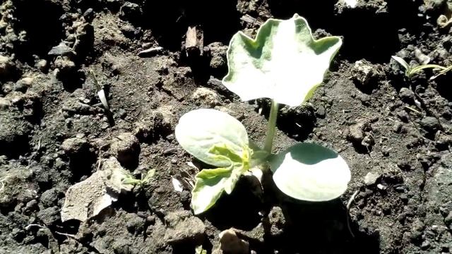 Арбузы Кримсон Свит. Месяц после посадки. 19.05 смотреть онлайн