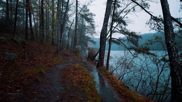 Nature Walk In Thunderstorm, Binaural Rain On Umbrella Sounds For Sleep And Study, ASMR