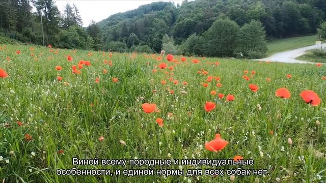 Как чистить уши собаке? смотреть онлайн