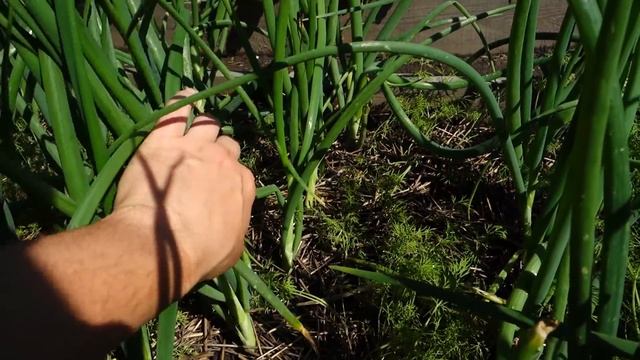 НЕ ВЫЛАМЫВАЙТЕ СТРЕЛКУ НА ЛУКЕ ПОКА НЕ ПОСМОТРИТЕ ДАННОЕ ВИДЕО смотреть онлайн