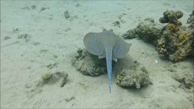 Blue Spotted ribbontail ray * Синепятнистый скат-хвостокол * смотреть онлайн
