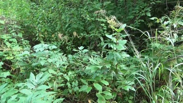 Золото в старом русле реки!!! смотреть онлайн