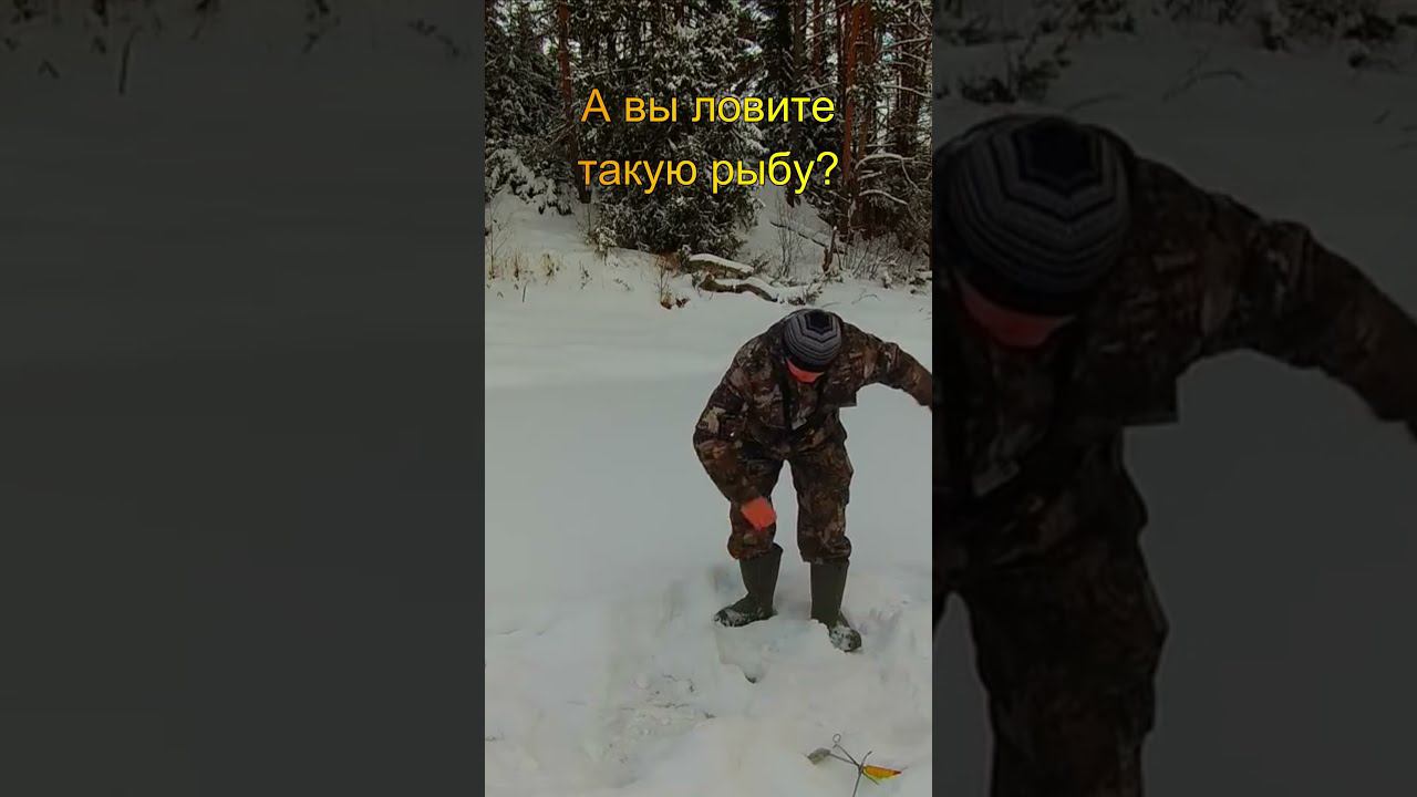 А вы ловите такую рыбу? #shorts смотреть онлайн