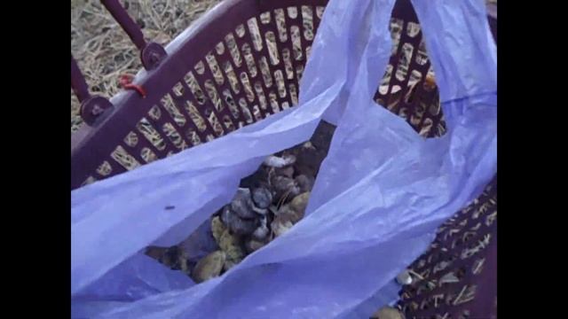 Грибы 2021. Со сватом на тихой охоте смотреть онлайн