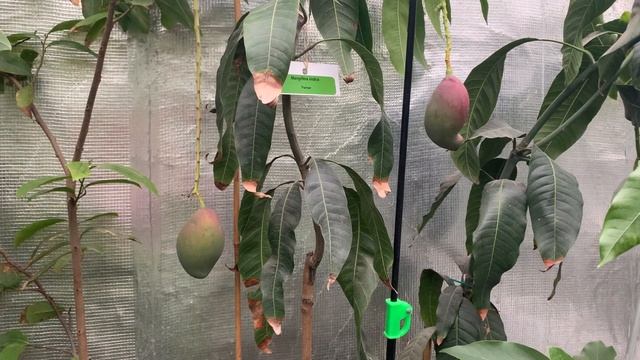 Манго Остин / Mangifera Osteen в Киевской обл смотреть онлайн