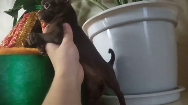 #чихуахуа Магнолия Мокко смотреть онлайн