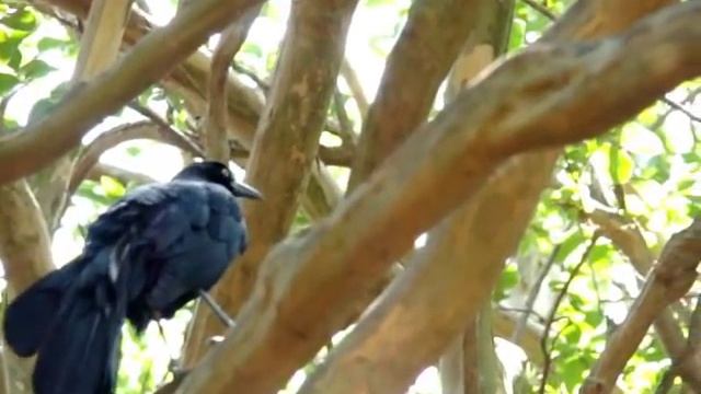 Common Grackle / Great Tailed Grackle Bird Sounds смотреть онлайн