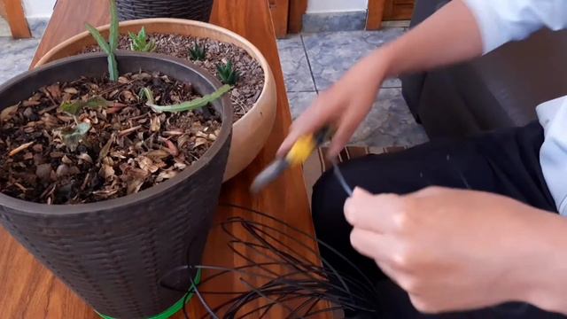 Mi suculenta echeveria elegans sufrió un ataque!!! смотреть онлайн