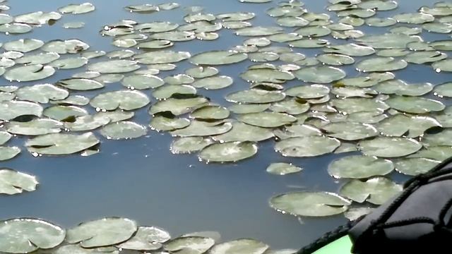 River monsters in Ferrara - 11/08/2013 (video 2) [kayak intex challenger k1 on board camera] смотреть онлайн