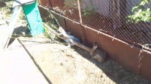 Вольерное содержание кроликов. Плюсы и минусы.