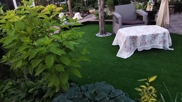 Сад - зеркало души. Видео 15.Крым. 04.06.2023г. Гортензии крупнолистные в вазонах. смотреть онлайн