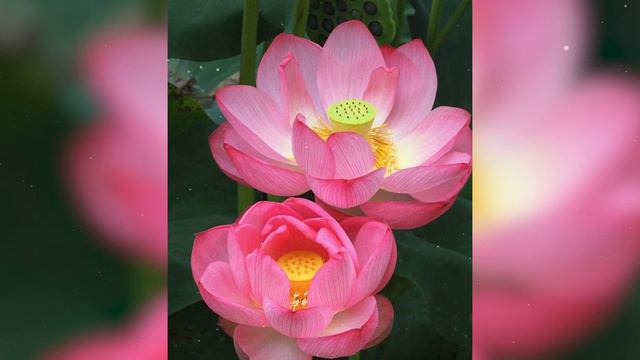 One Hour of Daimoku of The Lotus Sutra #buddhism #sgi #nichirendaishonin смотреть онлайн