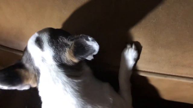 Чихуахуа Дося самая умная собака в мире 🐶 смотреть онлайн