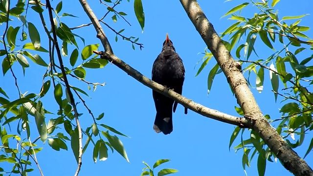 Чёрный дрозд поёт смотреть онлайн