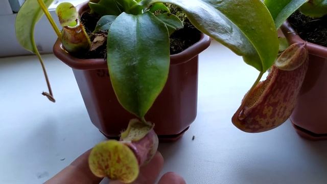 Непентес(Nepenthes). Содержание,уход за Непентесом. смотреть онлайн