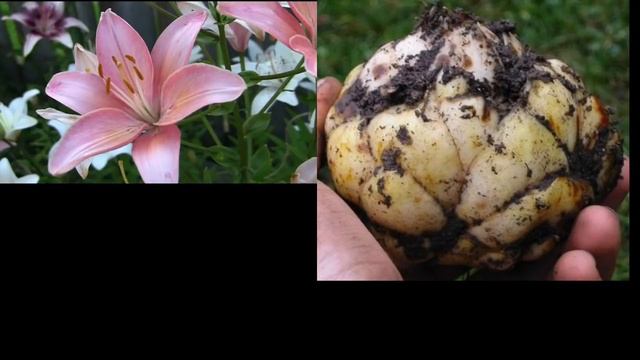 Rs 40-50 Carnation plant, dahlia, lilly, gladiolus growth& bulb available смотреть онлайн