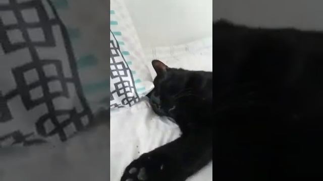 БЛОГ О ЖИЗНИ КОТА (МАНУНА,ПУШУНА) смотреть онлайн