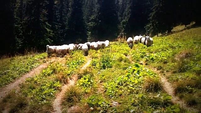 Овцы,тупо овцы,Драгобрат, Янтры смотреть онлайн