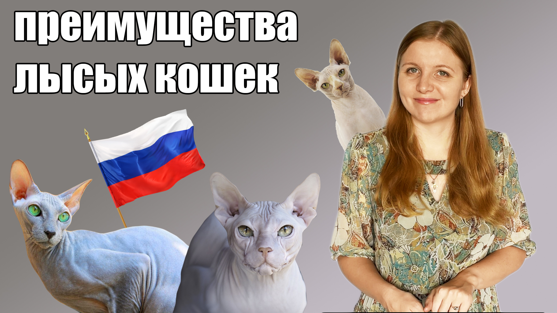 Сфинкс. История и особенности породы смотреть онлайн