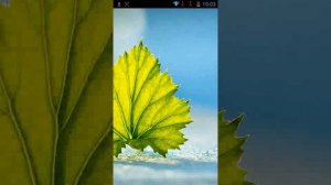 Kate Mobile не воспроизводит видео, что делать?