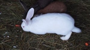 А вы знаете, как выглядит Кролик и Заяц?#rabbit #blackcatmajk