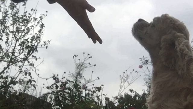 ОБЗОР на АМЕРИКАНСКОГО КОКЕРА СПАНИЕЛЯ! Моя собака 🐶