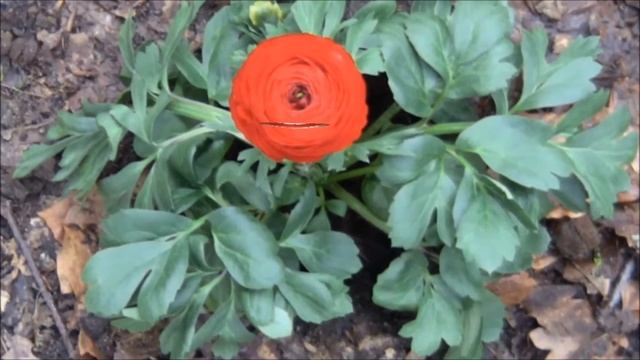 Johann Wolfgang Von Goethe - Gefunden (Kurzfilm)