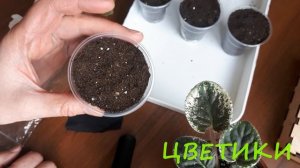 Как вырастить бегонию из семян? Лайфхак.