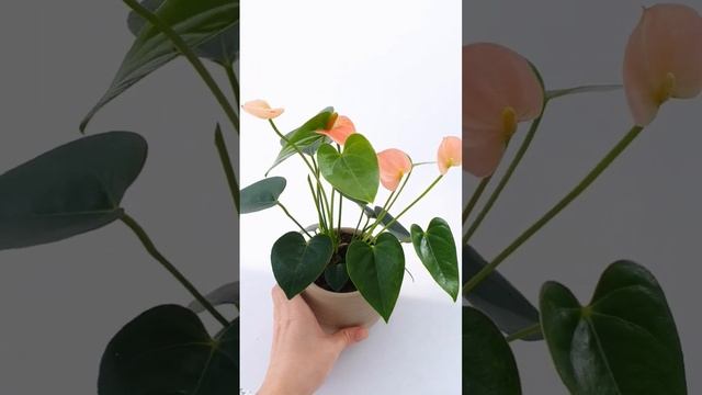 Карликовый АНТУРИУМ СПИРИТ (обзор сорта) смотреть онлайн