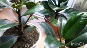 Абиджан и Мелани, обзор фикусов, ч.3