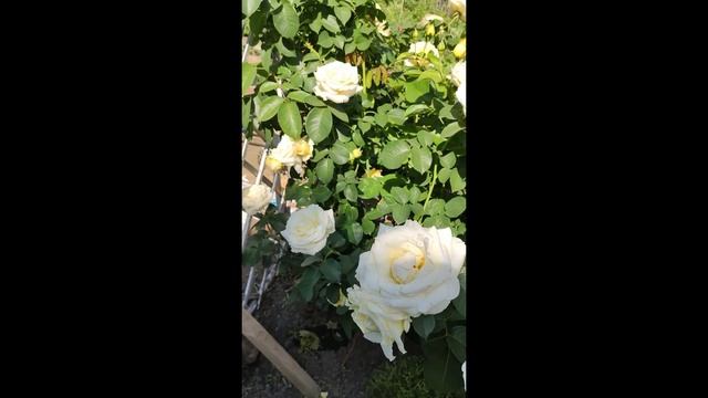 Роза Шнеевальзер