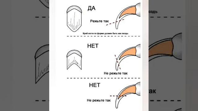 Как правильно стричь когти кошкам,как приучить,и как часто стричь. смотреть онлайн