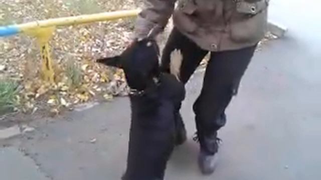 найдена собака в ошейнике у лен.адм. 3.09 411221 татьяна ч1 смотреть онлайн