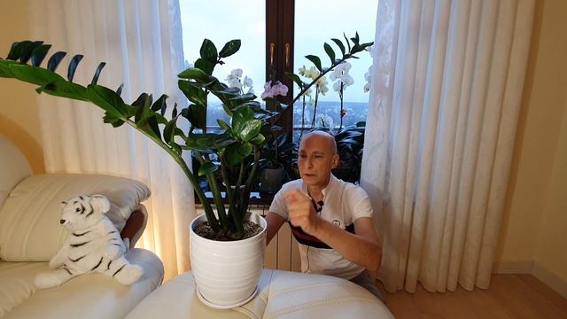 Замиокулькас: Наращиваем корни для безумного роста и цветения смотреть онлайн