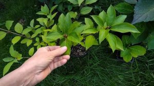 Дело одной секунды. Как отличить только по листьям виды гортензий?