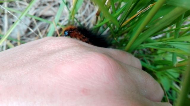 Гусеница Медведицы-Кайа. Arctia caja (Linnaeus, 1758). смотреть онлайн