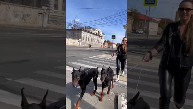 Моя фотосессия с собаками. Как вам? смотреть онлайн