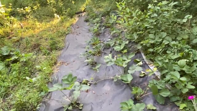 ЖИЗНЬ В КРАСНОДАРСКОМ КРАЕ | СБОР ЧЕРЕШНИ | ДАЧНЫЙ #ВЛОГ смотреть онлайн