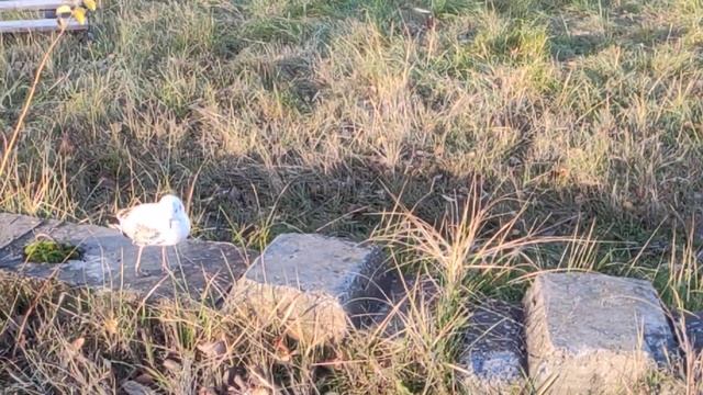 Детёныш чайки. смотреть онлайн