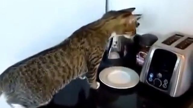 Кошка Против Тостера Юмор! смотреть онлайн