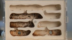 КАК ПЕРЕЗИМОВАЛИ МУРАВЬИ? ОБЗОР ВСЕХ КОЛОНИЙ МУРАВЬЁВ ПОСЛЕ ДИАПАУЗЫ! ПРОСЫПАЕМСЯ! \\ Димон и пумба