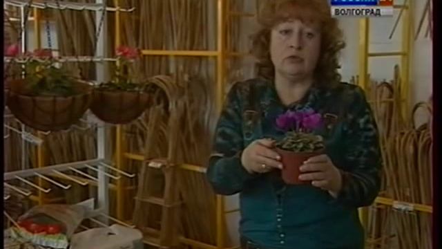 Подарки. Живые цветы. Цикламены. Каланхоэ. смотреть онлайн