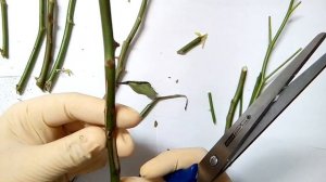 укоренение черенков роз зимой с медом