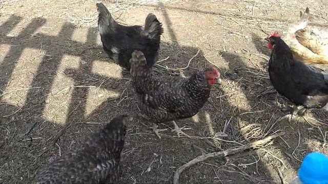 Кормим кур виноградными косточками. We feed the chickens with grape seeds смотреть онлайн