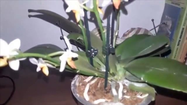 Phalaenopsis Mini Mark! смотреть онлайн