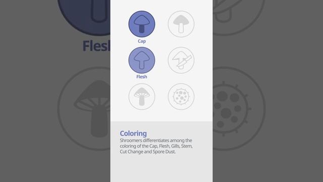 Early morel (Verpa bohemica) | Coloring | Practical Short Profile | Shroomers смотреть онлайн